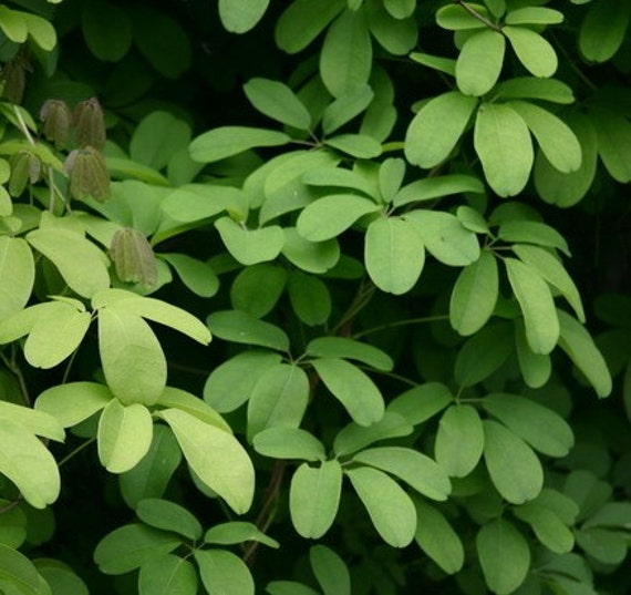Akebia Trifoliata, Chocolate Vine, 5 Rare Seeds, Fragrant Blooms