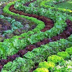 Organic Baby Lettuce Seed Mix: Heirloom Salad Garden (2000 Seeds)