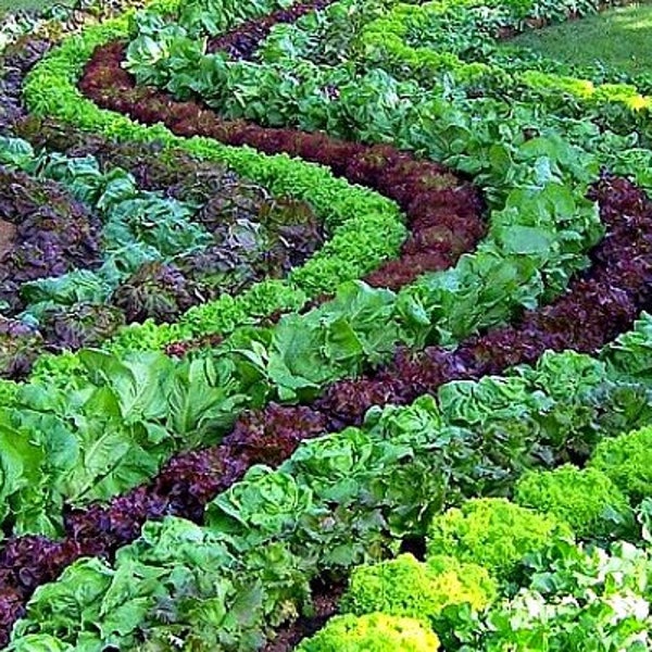 Organic Baby Lettuce Seed Mix: Heirloom Salad Garden (2000 Seeds)