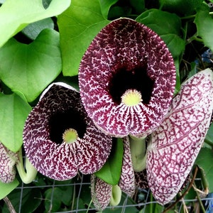 Aristolochia elegans, Calico Vine, 5 seeds, strange blossoms, sweet foliage, eats flies, shade or sun, host plant, butterfly garden