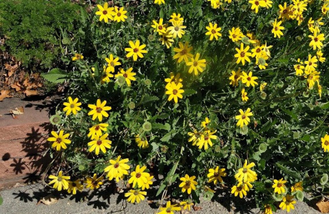 Chocolate Daisy Flower 10 Seeds Berlandiera Lyrata Etsy