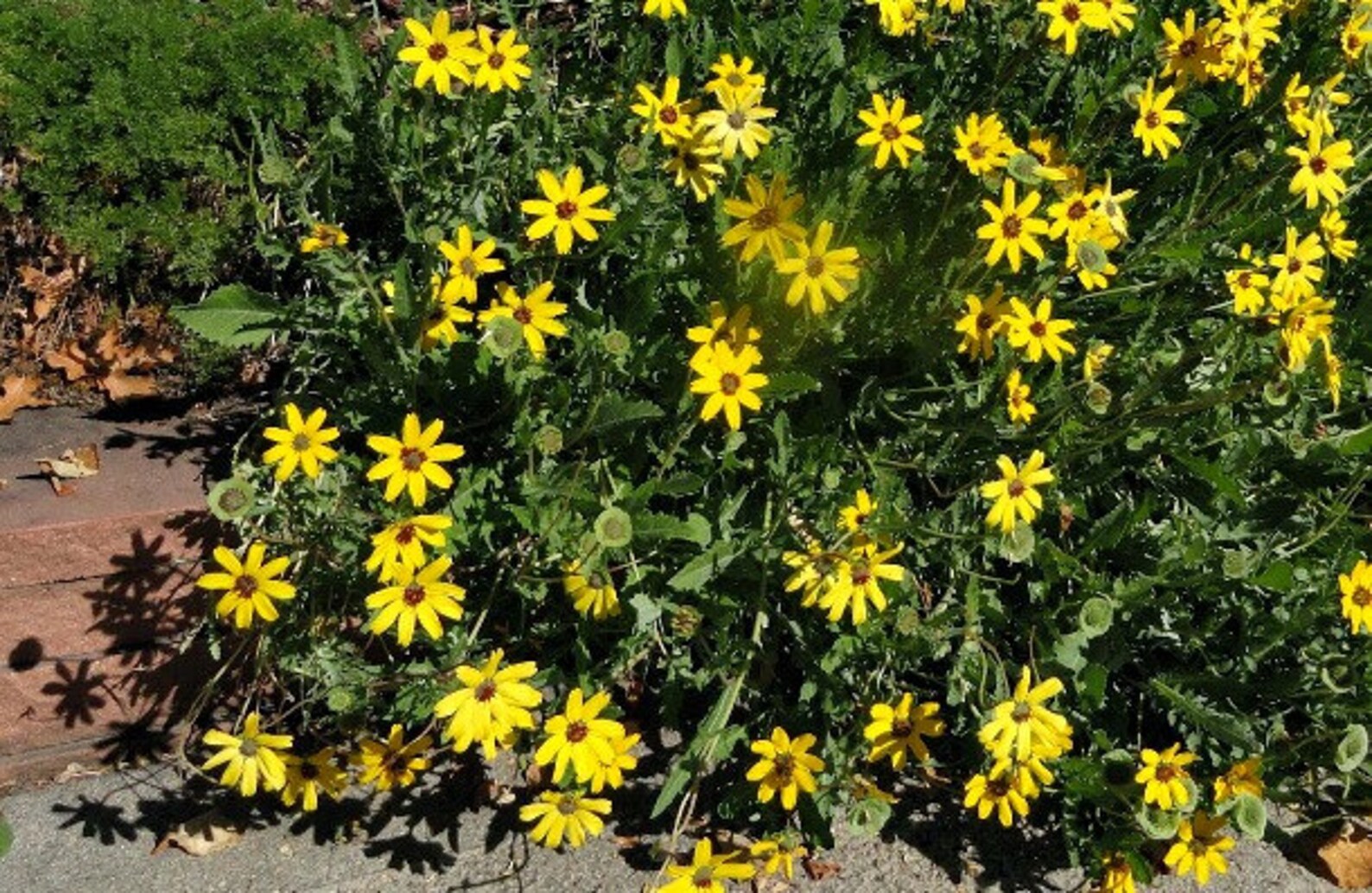 Chocolate Daisy Flower 10 Seeds Berlandiera Lyrata Etsy