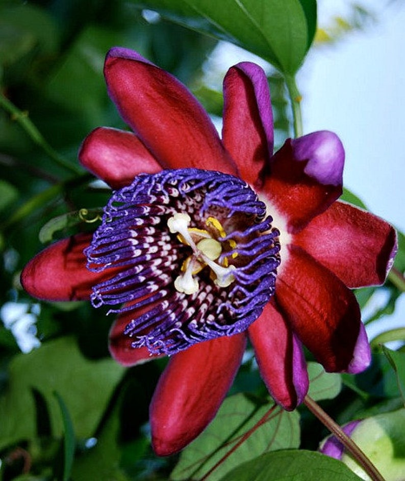 Passiflora quadrangularis, Giant Granadilla 10 fresh seeds, fragrant blooms,big tasty fruit, robust climber, calming tea image 2