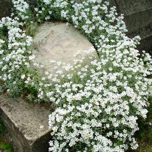 May include: A close-up of a white flowering plant with small, delicate flowers. The plant is growing in a garden setting, with a large rock in the center of the image.
