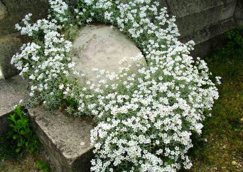 May include: A close-up of a white flowering plant with small, delicate flowers. The plant is growing in a garden setting, with a large rock in the center of the image.