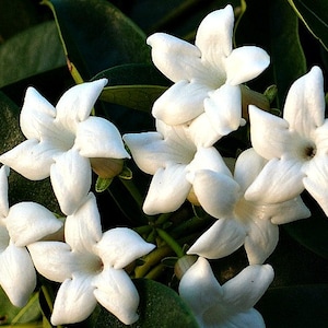 Madagascar Jasmine, Stephanotis floribunda, rare seeds, white blooms, wedding flower, easy vine, moist shade, perfect houseplant