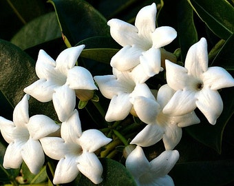 Madagascar Jasmine, Stephanotis floribunda, rare seeds, white blooms, wedding flower, easy vine, moist shade, perfect houseplant