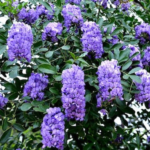 Texas Mountain Laurel, 10 seeds, Sophora secundiflora, fragrant blooms, xeriscape, desert plant, zones 7 to 11, perfect hedge, very purple image 1