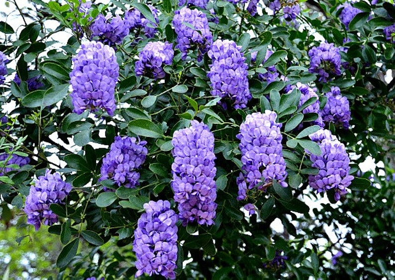 Texas Mountain Laurel, 10 seeds, Sophora secundiflora, fragrant blooms, xeriscape, desert plant, zones 7 to 11, perfect hedge, very purple image 1