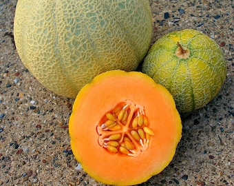 Minnesota Midget heirloom melon, 10 seeds, super sweet fruit, non GMO, compact vines, ripens early, short season, patio container garden