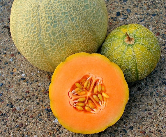Minnesota Midget Heirloom Melon, 10 Seeds, Super Sweet Fruit, Non