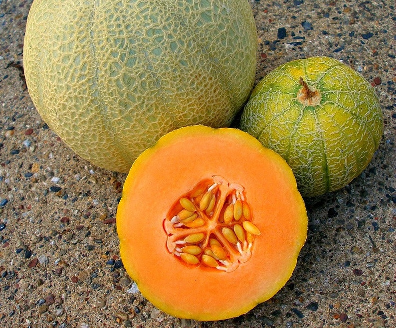 Melon ancien Midget du Minnesota, 10 graines, fruit super sucré, sans OGM, vignes compactes, mûrit tôt, courte saison, jardin en pot image 1