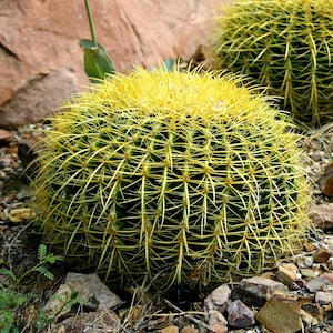 Golden Barrel Cactus Seeds, Echinocactus, 15 seeds, easy to grow, indoors or out, drought tolerant, neat houseplant, windowsill size