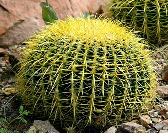 Samen des Golden Barrel Cactus, Echinocactus, 15 Samen, einfach zu züchten, drinnen oder draußen, dürretolerant, hübsche Zimmerpflanze, Fensterbankgröße