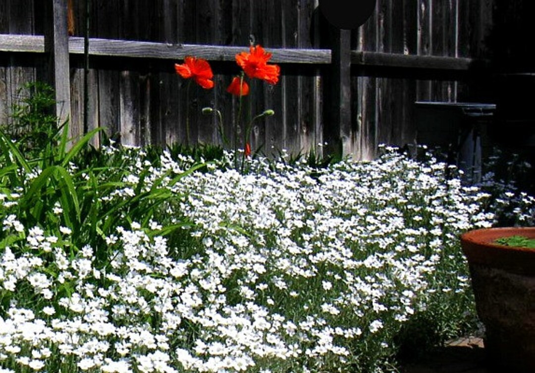 Snow in Summer, 200 Seeds, Cerastium Tomentosum, Silvery Ground
