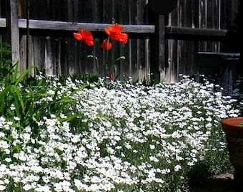 Snow in Summer, 200 seeds, Cerastium tomentosum, silvery ground cover, all zones 3-10, desert heat, drought tolerant, airy white blossoms