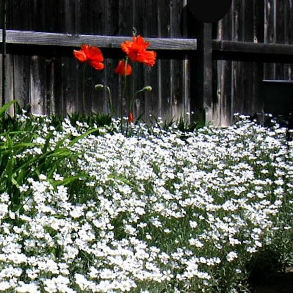 Snow in Summer, 200 seeds, Cerastium tomentosum, silvery ground cover, all zones 3-10, desert heat, drought tolerant, airy white blossoms