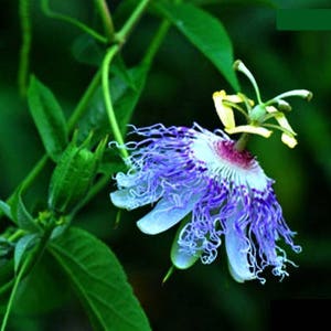 Passiflora incarnata, Maypop Vine, purple passion flower, fragrant blooms, 10 seeds, easy to grow, zones 5 to 10, tasty fruit image 3