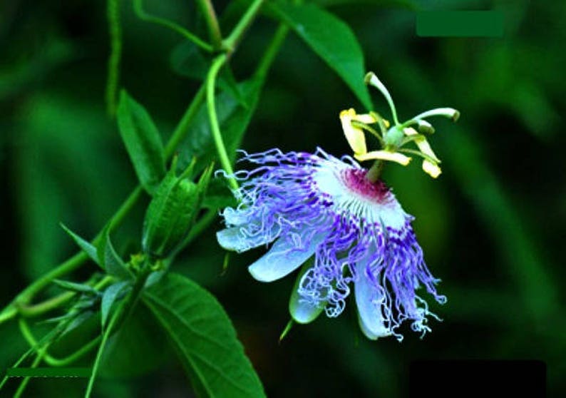 Passiflora incarnata, Maypop Vine, purple passion flower, fragrant blooms, 10 seeds, easy to grow, zones 5 to 10, tasty fruit image 3