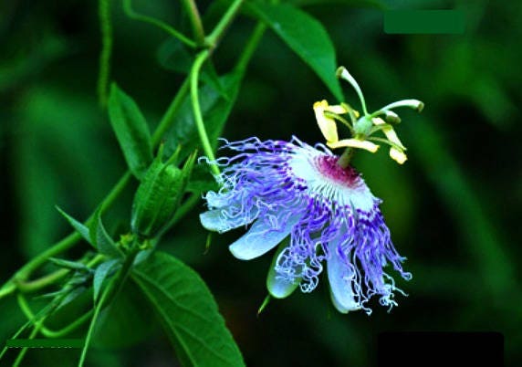 Purple passionflowers (Passiflora incarnata) - Garden Center Point