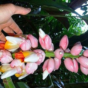 Kat Ginger, Alpinia katsumadai, 5 rare seeds, Thai spice, tasty roots, partial shade, zones 8 to 10, showy blooms image 3