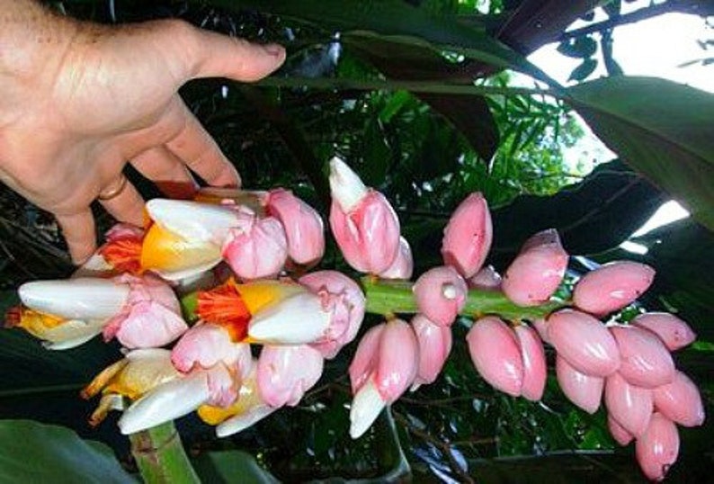 Kat Ginger, Alpinia katsumadai, 5 rare seeds, Thai spice, tasty roots, partial shade, zones 8 to 10, showy blooms Bild 3