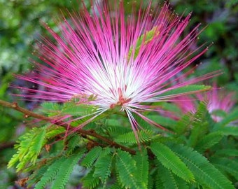Calliandra eriophylla,  Pink Fairy Duster, 10 seeds, fluffy pink blooms, desert shrub, good container plant, great bonsai