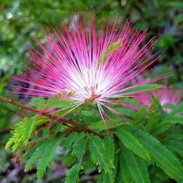 Calliandra eriophylla,  Pink Fairy Duster, 10 seeds, fluffy pink blooms, desert shrub, good container plant, great bonsai