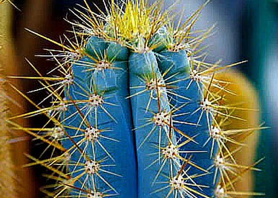 Pilosocereus Azureus, Blue Torch Cactus, 10 Seeds, Night Blooming