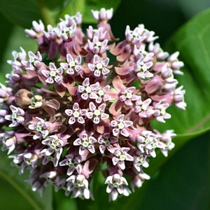 Asclepias syriaca, Common Milkweed, 50 seeds, gorgeous wildflower, fat pink blooms, butterflies, hardy in all zones, drought tolerant image 2