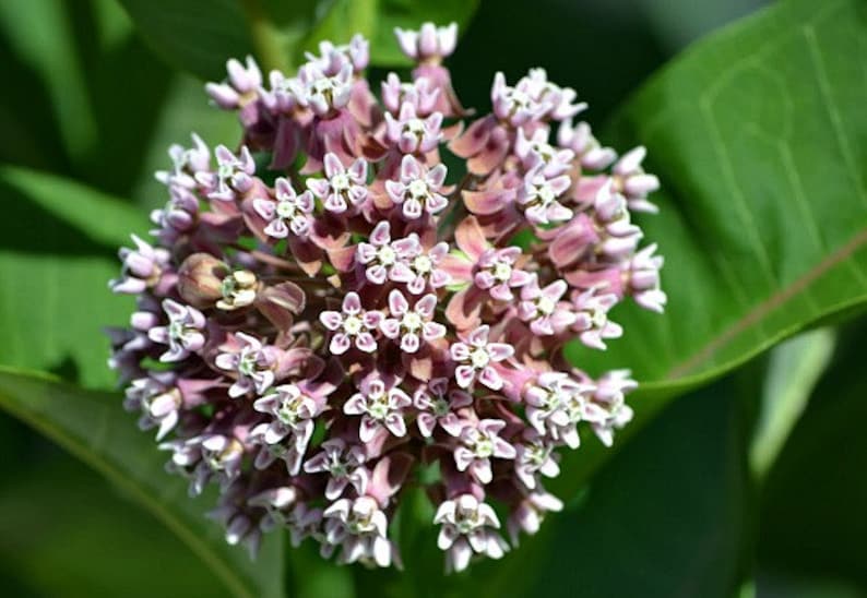 Asclepias syriaca, Common Milkweed, 50 seeds, gorgeous wildflower, fat pink blooms, butterflies, hardy in all zones, drought tolerant image 2