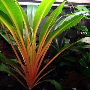 May include: A close-up of a vibrant green plant with yellow stripes on the leaves. The plant has a reddish-orange base and is growing in a dark, textured pot.