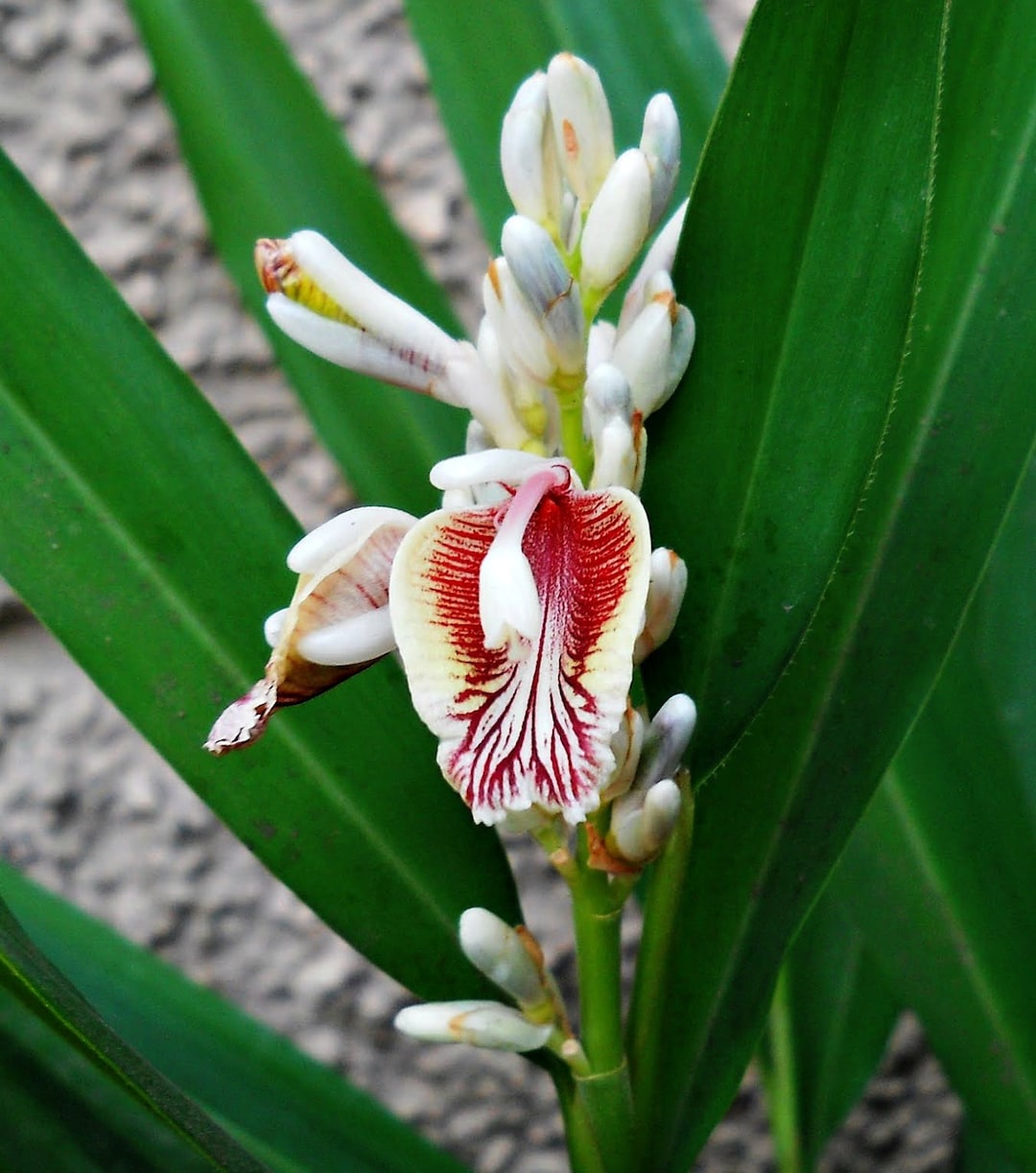 Thai Ginger Galangal Seeds, Alpinia Galanga, Fragrant Blooms, Zone