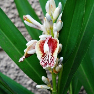May include: A close-up of a white and red ginger flower with green leaves. The flower has a unique, striped pattern.