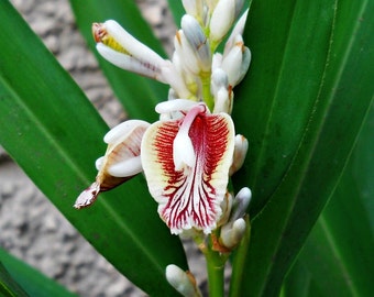 Thai Ginger Galangal Seeds, Alpinia galanga, Fragrant Blooms, Zone 7-11 (5 Seeds)