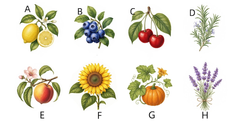 May include: A collection of eight botanical illustrations labelled A through H, featuring a yellow lemon, blue blueberries, red cherries, green rosemary, a peach, a yellow sunflower, an orange pumpkin, and a bundle of purple lavender.