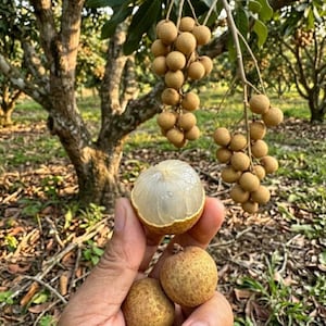 May include: Clusters of round, light brown longan fruit hang from tree branches. One peeled longan reveals a translucent, white, juicy flesh, while two whole, unpeeled fruits are held in the foreground against a blurred orchard background.