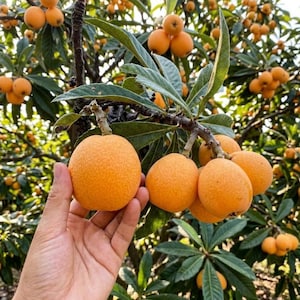 May include: A cluster of ripe, round, orange loquat fruits hanging from a tree branch with large, textured green leaves. The fruits have a slightly fuzzy, dimpled skin and are attached to woody stems, surrounded by many other fruits on the tree.