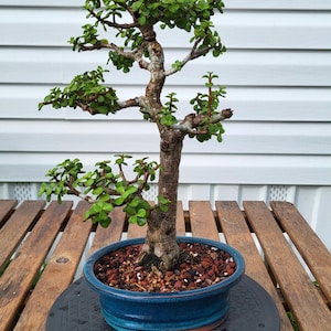May include: A Portulacaria afra bonsai tree with a thick, textured brown trunk and small, rounded green leaves. The tree is planted in a deep blue, oval-shaped ceramic pot filled with reddish-brown soil and small stones, showcasing a structured form.