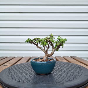 May include: A small jade plant bonsai with thick, woody, branching stems and rounded, fleshy green leaves. The plant is potted in a smooth, deep teal ceramic bowl filled with small, light-colored gravel and soil.