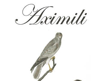 Audubon Morphs - Aximili Northern Harrier - Animorphs 8x10 Inch Print