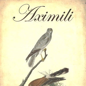 May include: A vintage illustration of two birds, one perched on a branch and the other on the ground. The bird on the branch is gray with a brown tail, while the bird on the ground is brown with a dark tail. The illustration is titled "Aximili".