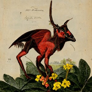 May include: A red and black winged creature with antlers, standing on green leaves and yellow flowers. The creature has a long snout and large, dark eyes. The image is from an old book and has a vintage feel.