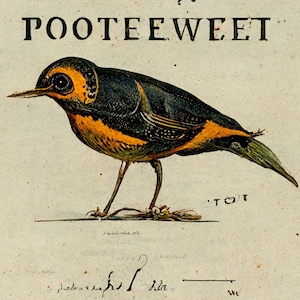 Every cent from sale goes to Nanette Vonnegut for VA students Poo Tee Weet - Kurt vonnegut - AI audubon vintage style 8x10 inch art print