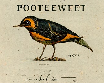 Every cent from sale goes to Nanette Vonnegut for VA students Poo Tee Weet - Kurt vonnegut - AI audubon vintage style 8x10 inch art print