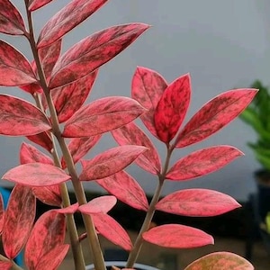 以下が含まれることがあります： 鮮やかな赤とピンクの斑入り葉に暗い斑点があるザミオクルカス・ザミフォリアの植物。この植物は複数の直立した茎を持ち、交互に並ぶ槍形の葉が独特の色のグラデーションを見せています。