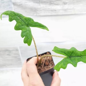 May include: A small Alocasia Jacklyn plant in a black square plastic pot. The plant features two distinct, deeply lobed, bright green leaves with a prominent dark green vein pattern and a textured surface, supported by thin, speckled brown stems.
