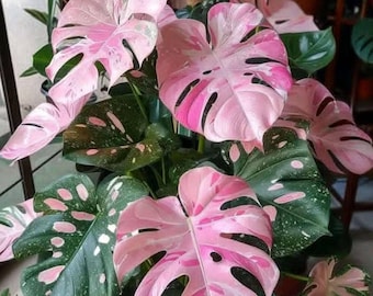 Monstera rosa variegada rara, aroide enraizado / follaje verde ruborizado, planta de interior de colección, declaración tropical