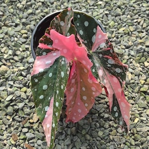 May include: A potted Begonia plant featuring elongated, asymmetrical leaves with a variegated pattern of deep green, bright pink, and white polka dots. The plant is housed in a simple black container, showcasing its distinctively colorful foliage.