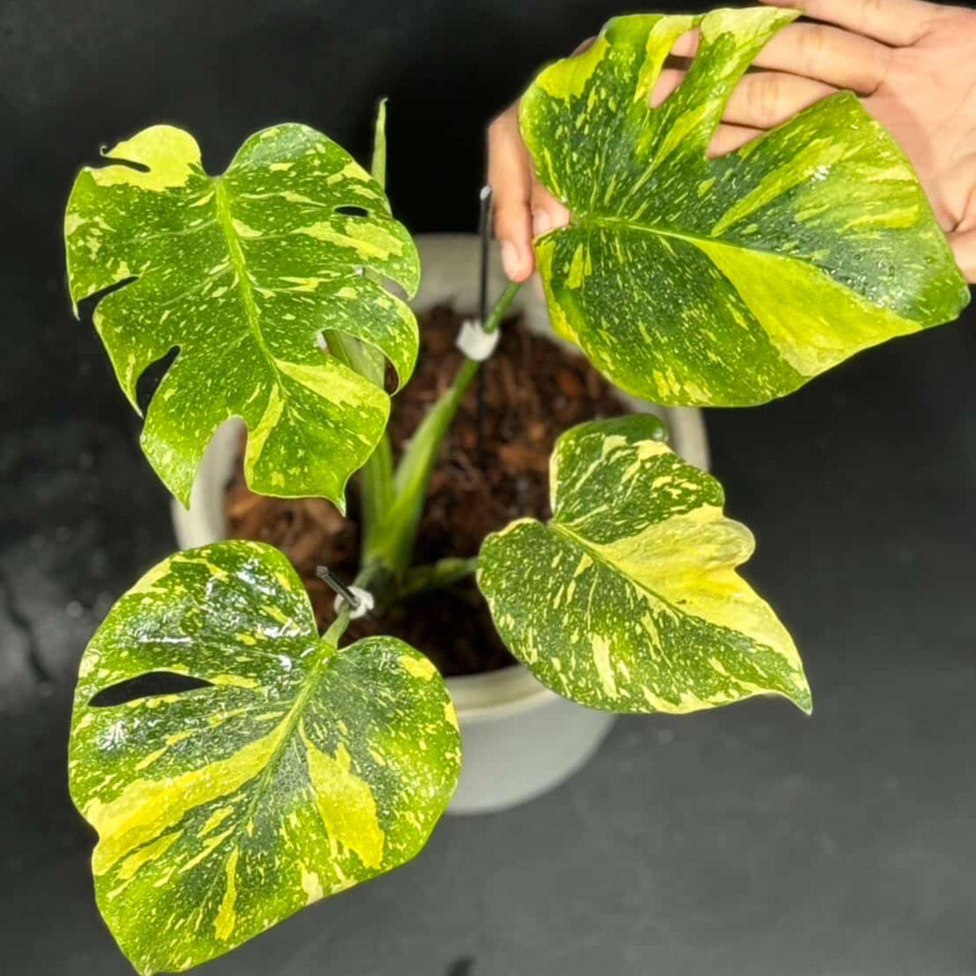 Monstera electro light - Etsy 日本